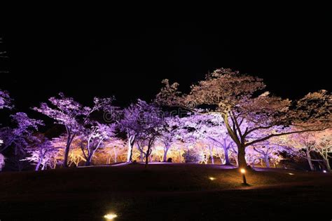 さくらの郷 泉台 ～桜と泉が織りなす幻想の世界～